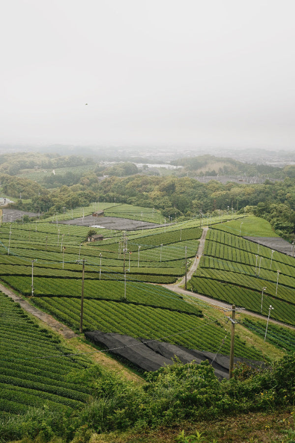 Tea Farm Yame Fukuoka | Romi Matcha