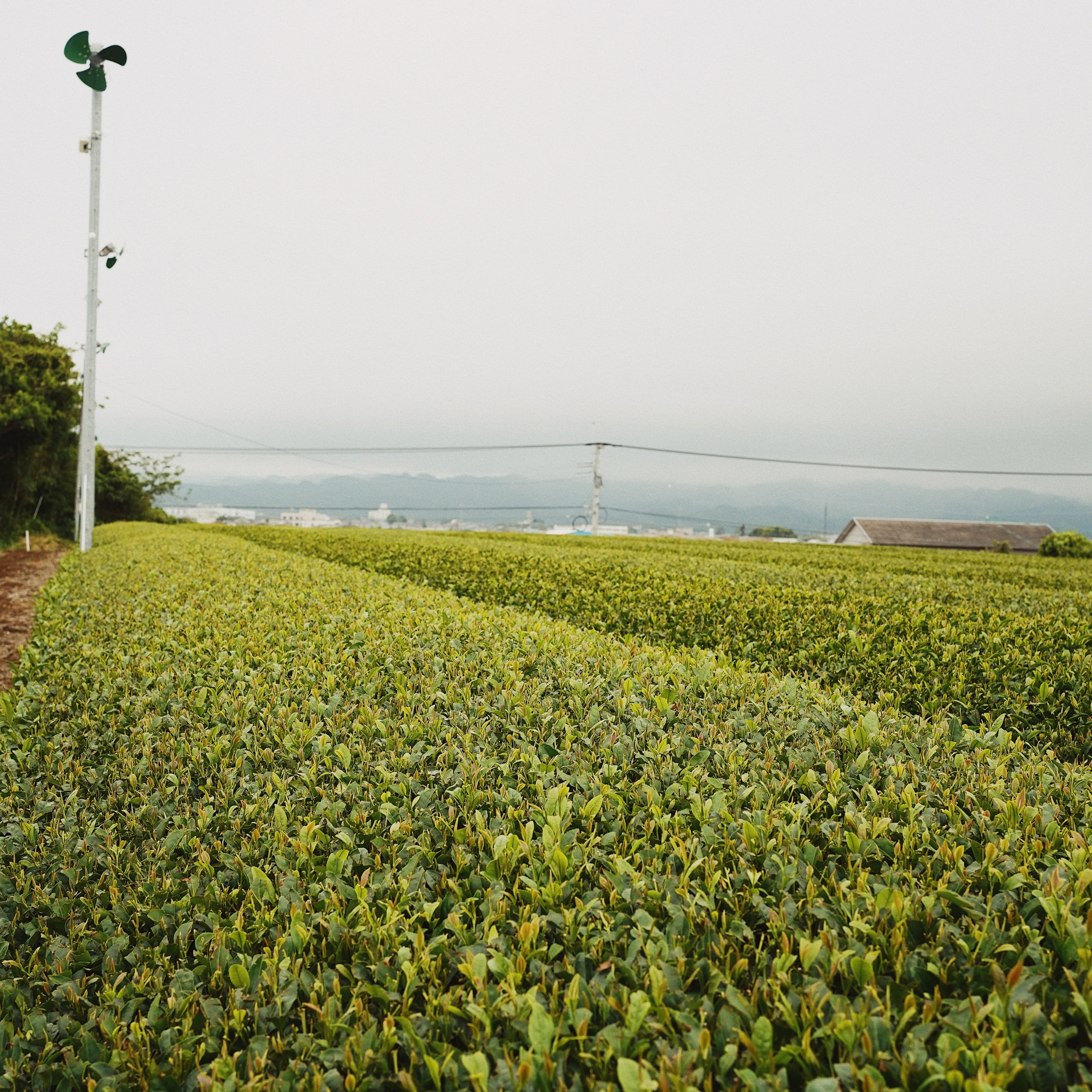 Yame Matcha: 600 Years of Tea Craft | Romi Matcha