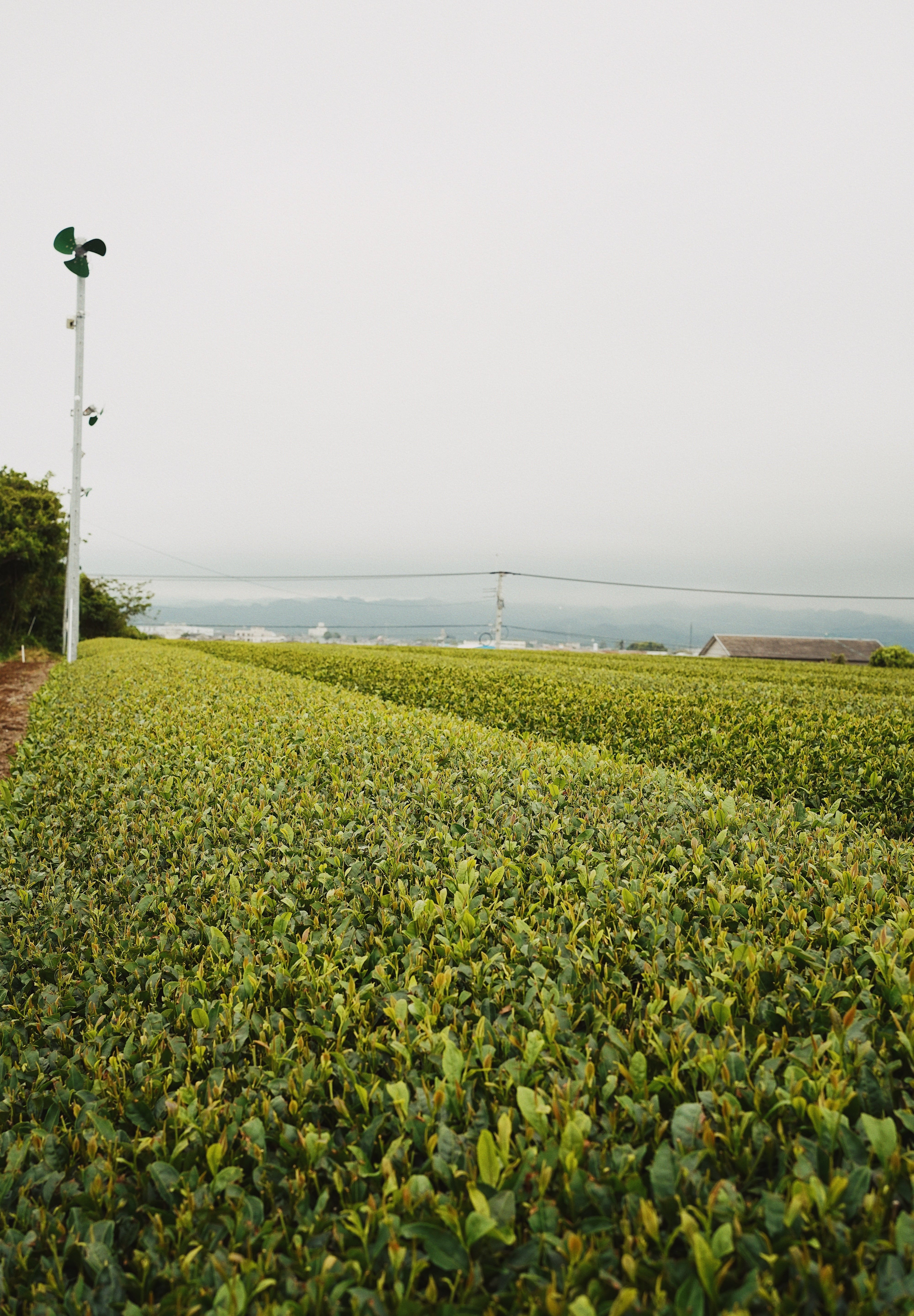 Yame Matcha: 600 Years of Tea Craft | Romi Matcha