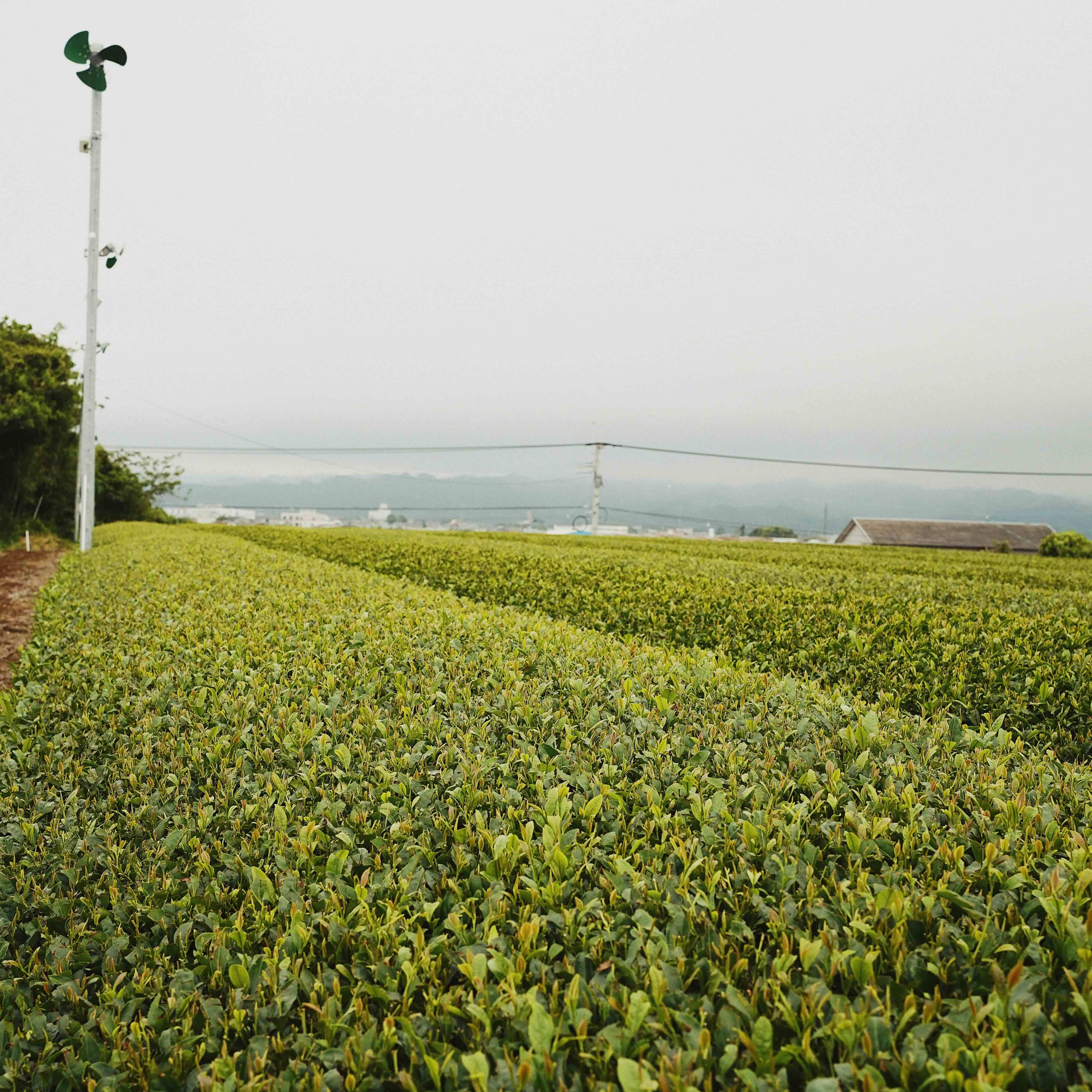 Tea Farm in Japan