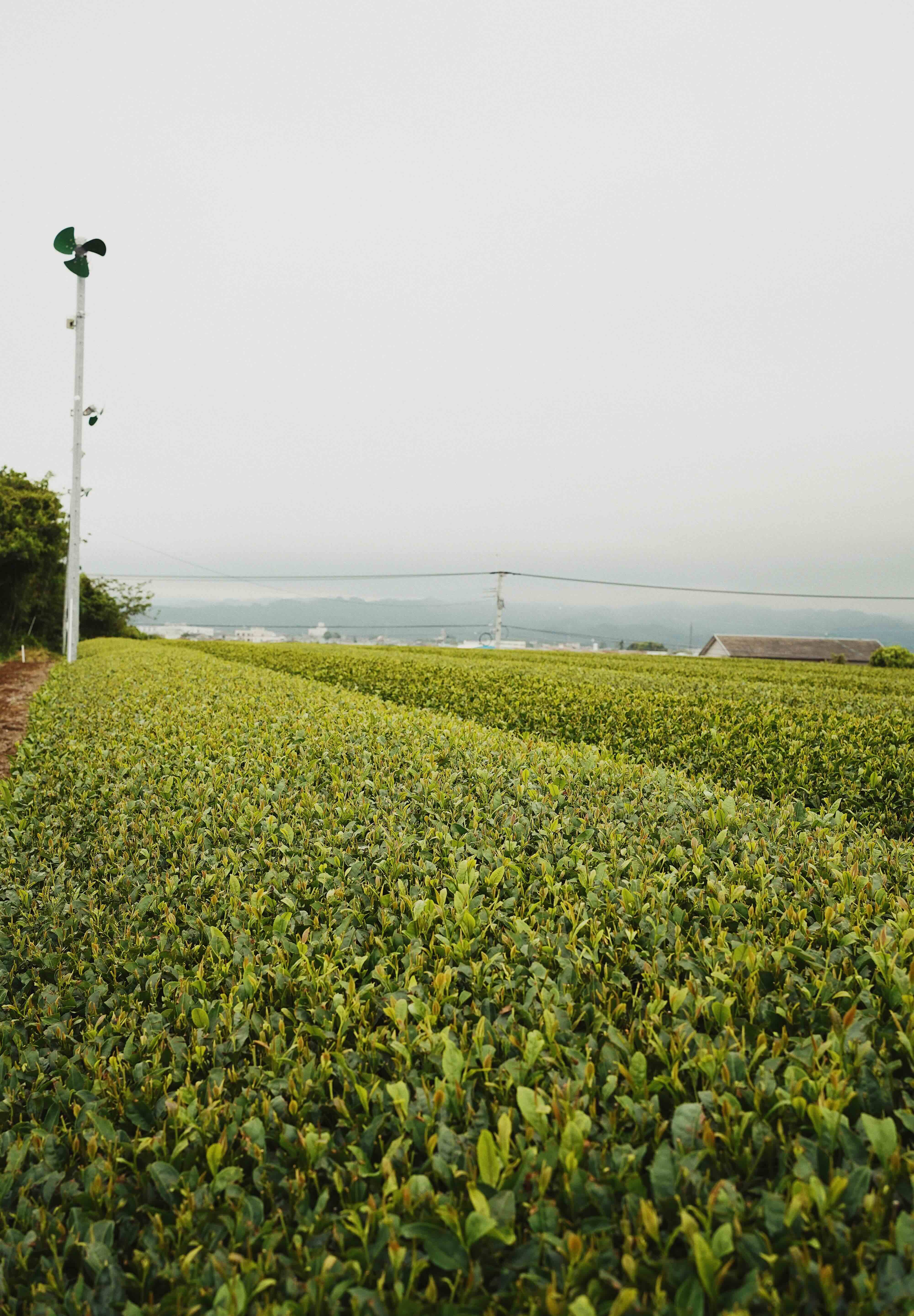 Tea Farm in Japan