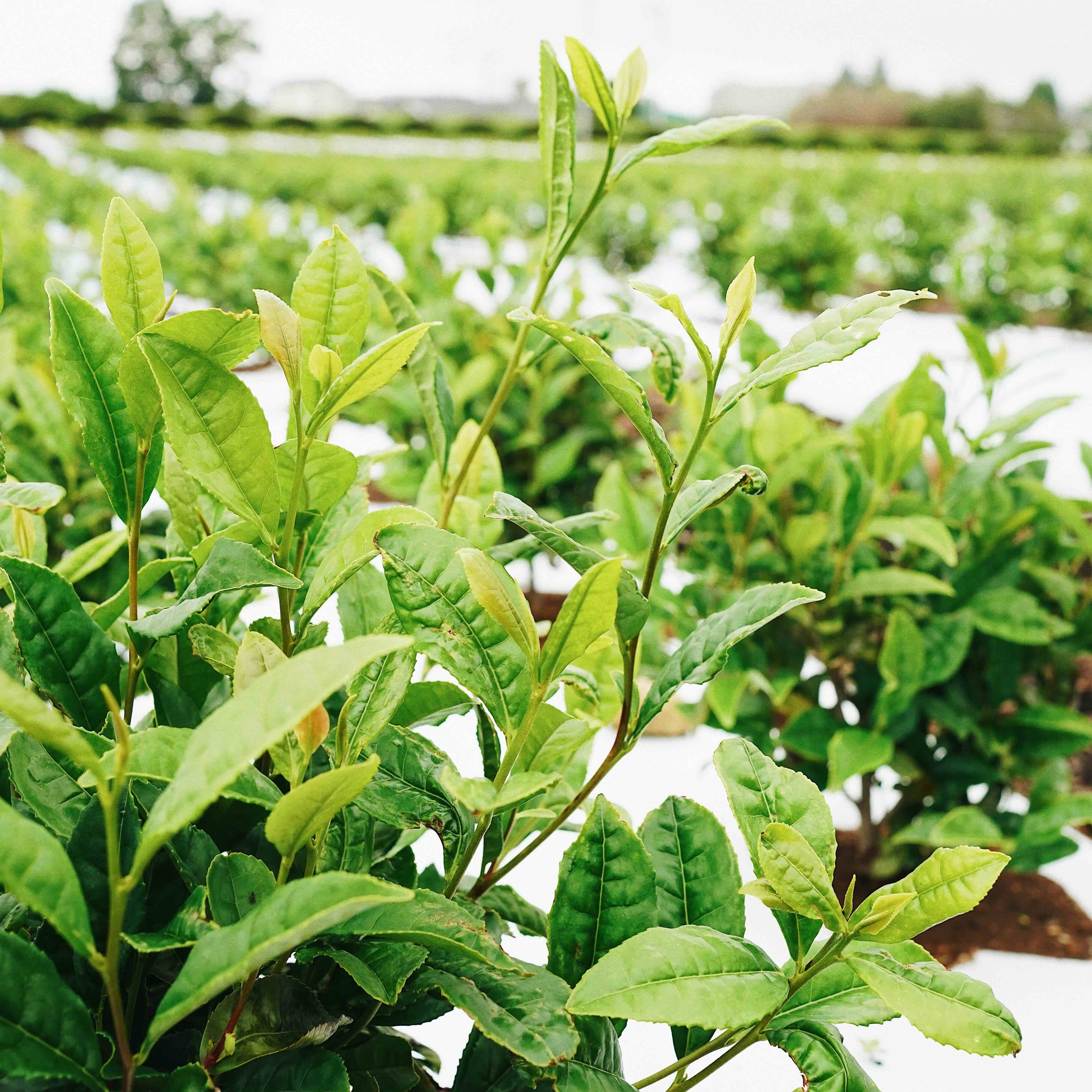 Seimei-Matcha-Single-Cultivar | Romi Matcha