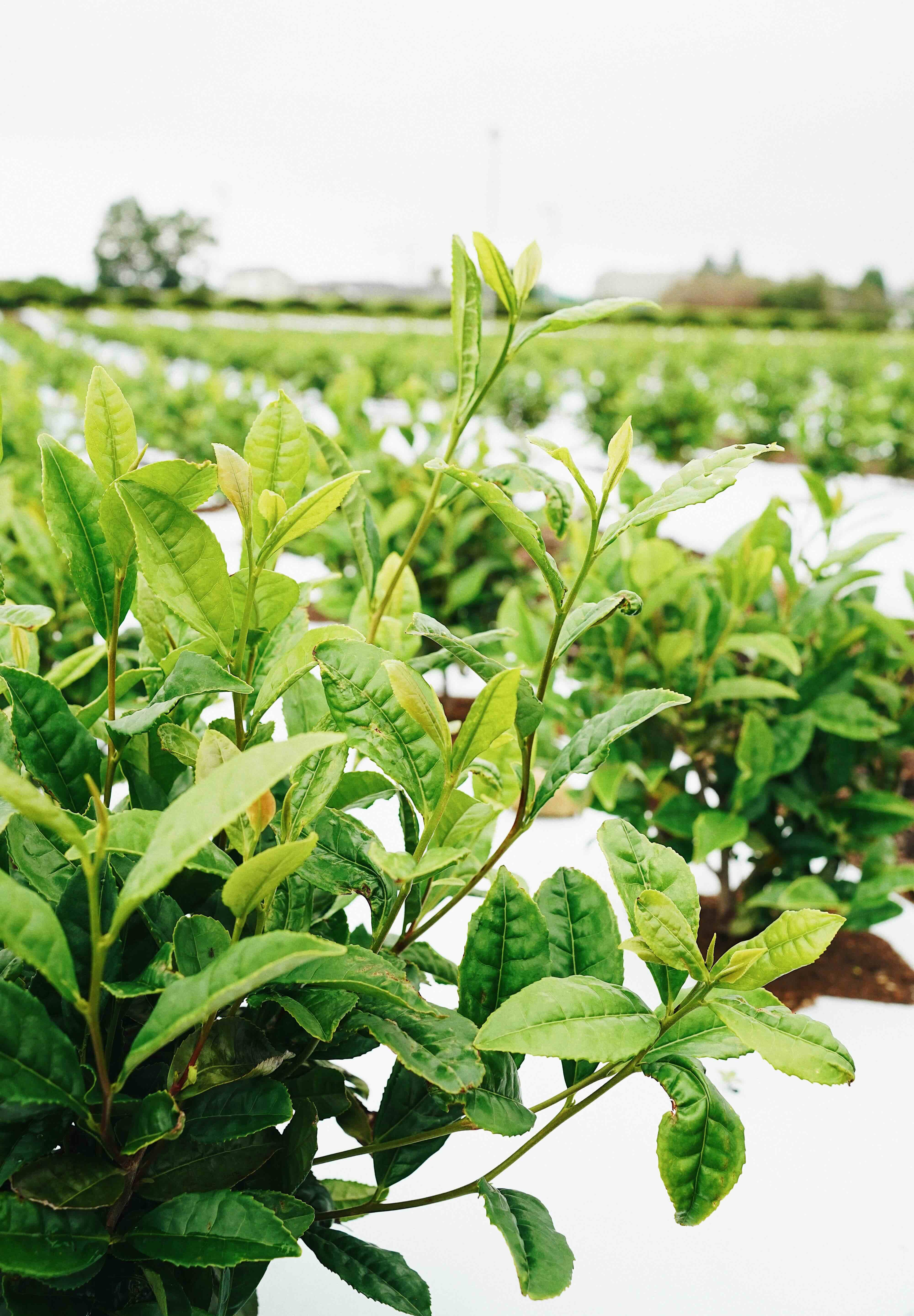 Seimei-Matcha-Single-Cultivar | Romi Matcha