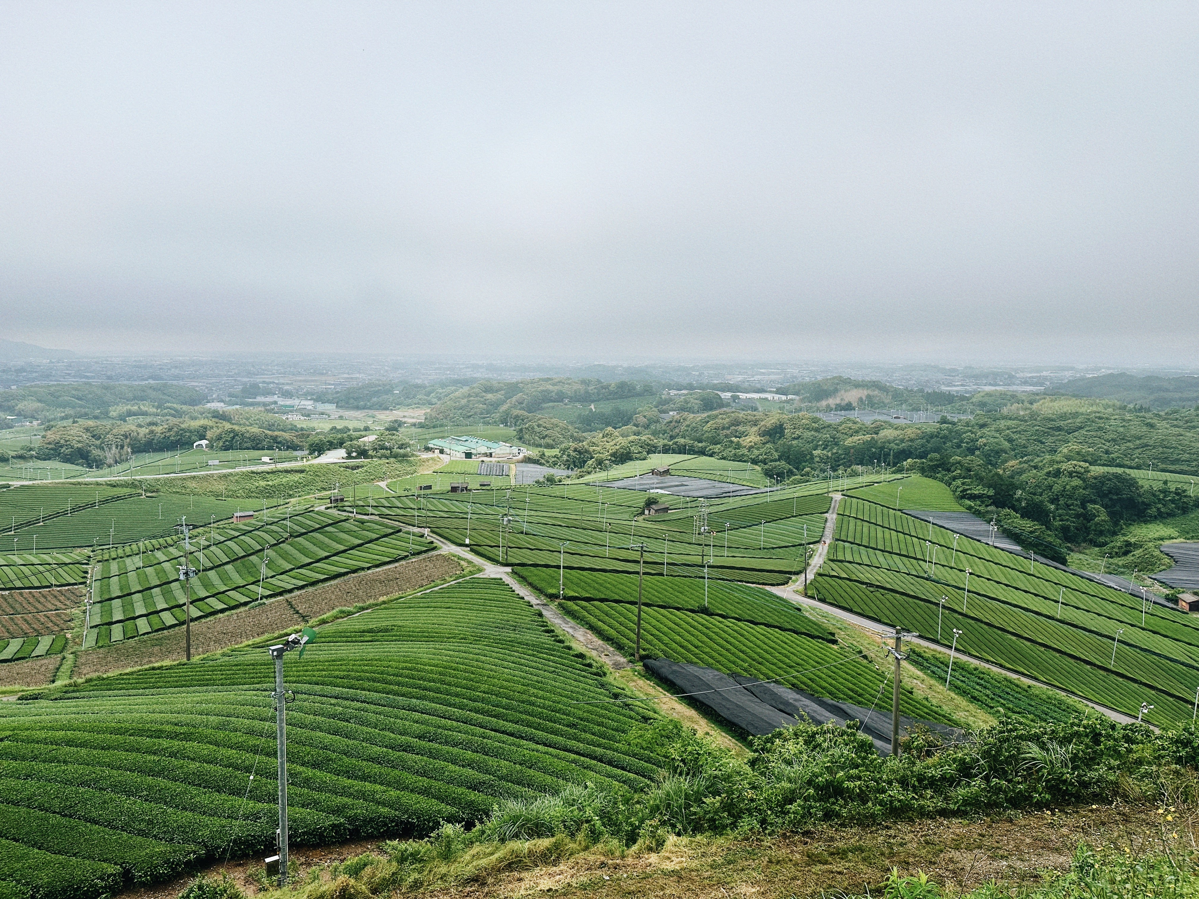 What Happens Before Matcha Harvest? The Year-Round Work Behind Yame Matcha