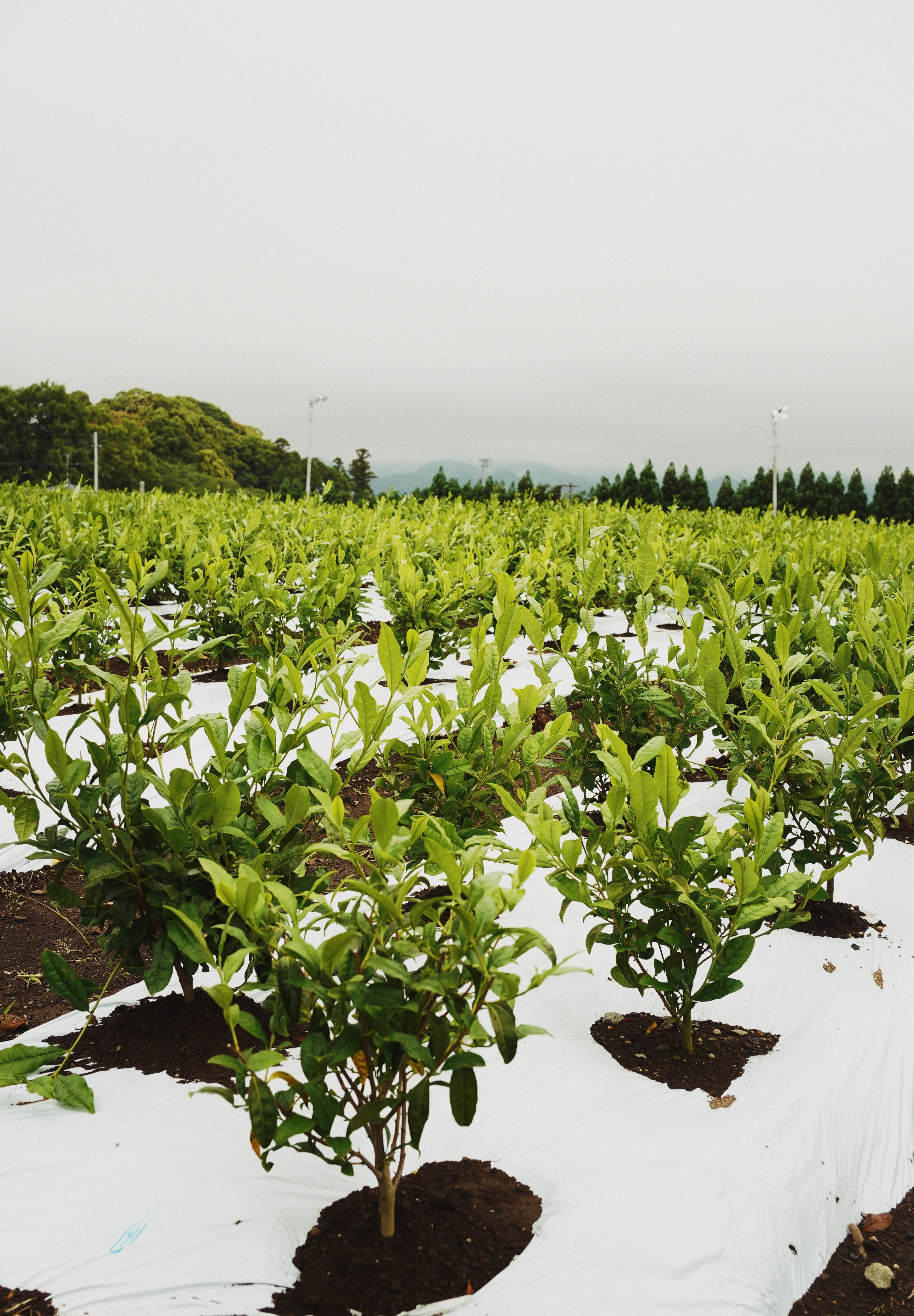 Tea plant in Japan | Romi Matcha