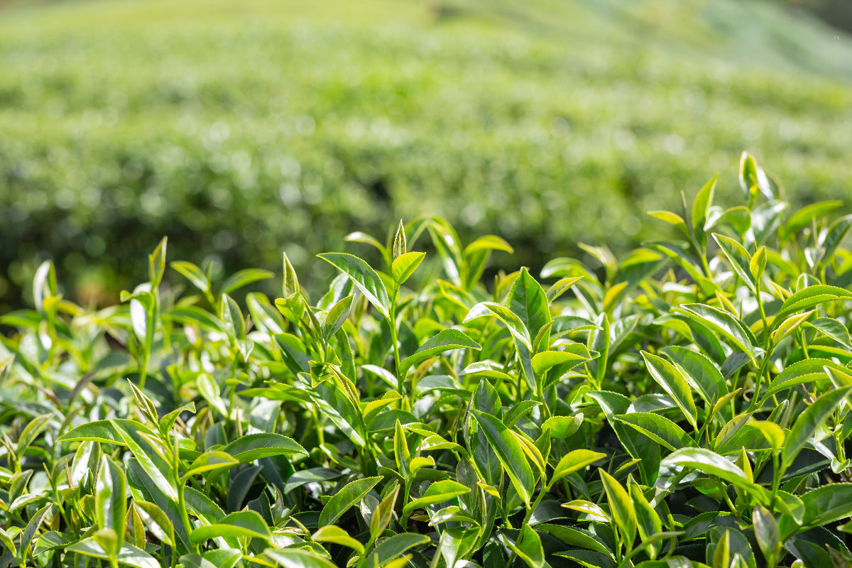 What Is Ichibancha? The Spring Harvest Behind Great Matcha