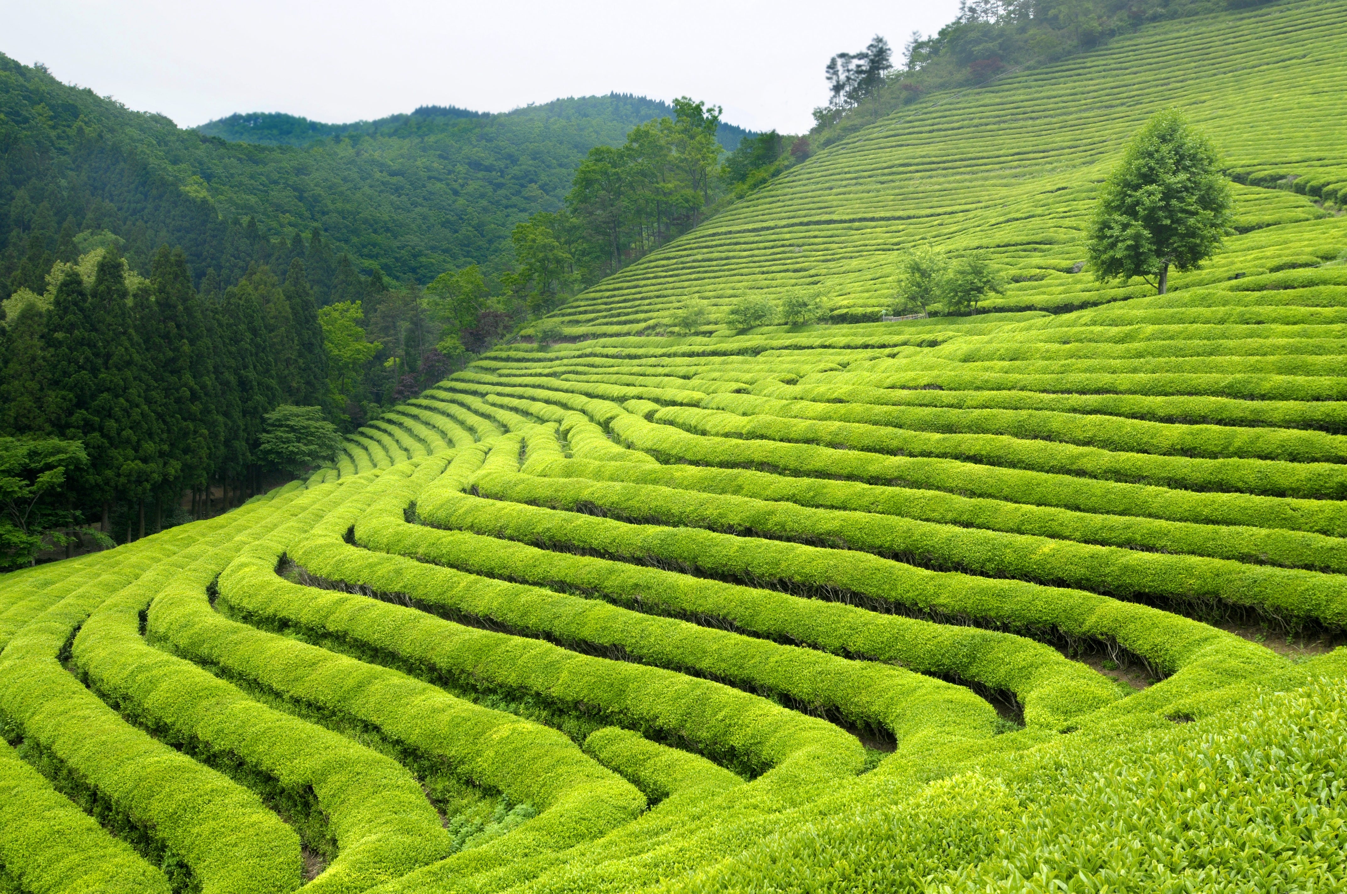 The Best Tea Regions in Japan